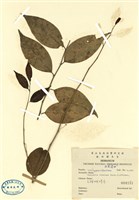 藏品(無瓣蝴蝶木)的圖片